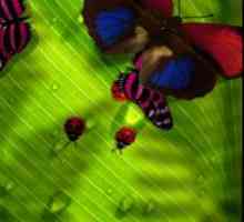 Friendly bugs