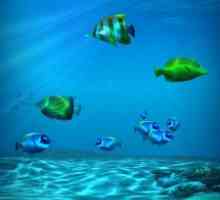 Ocean hd